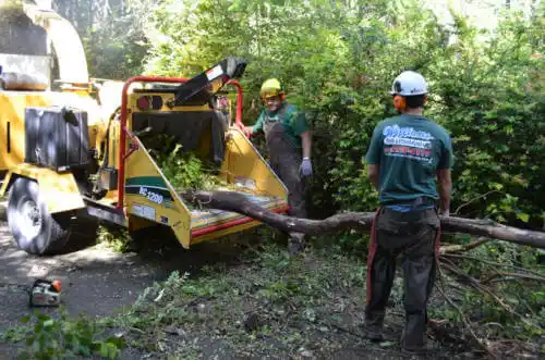 tree services Bristol